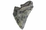 Partial Fossil Megalodon Tooth - South Carolina #374909-1